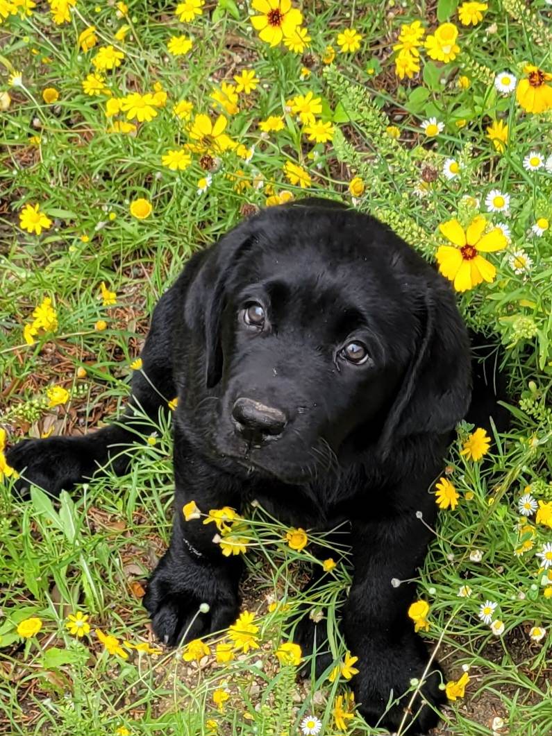 Scout Flowers: University Police Department-Texas A&amp;M University-San Antonio