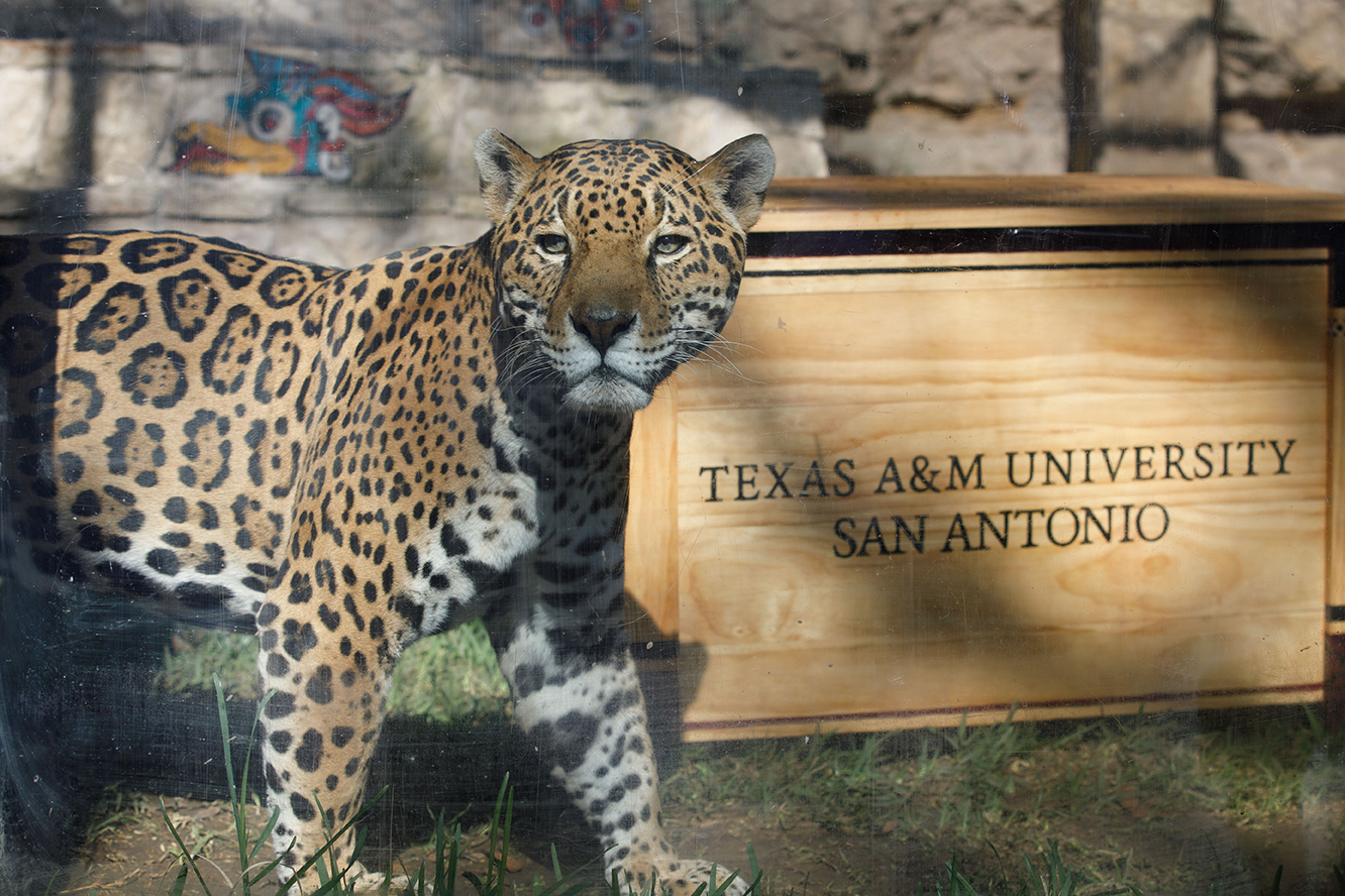 Tamusa class ring discount