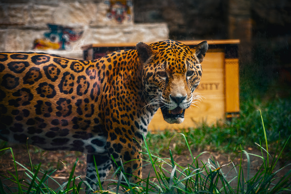 Jaguar at Zoo